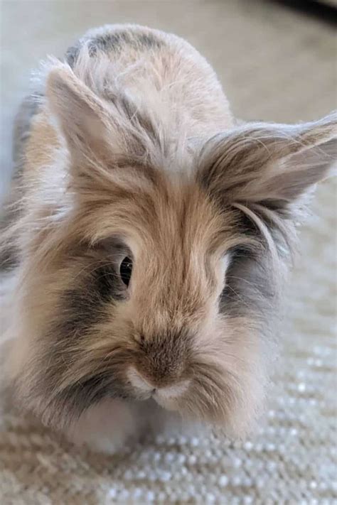 how to care for a lionhead rabbit